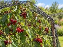 Kersenboom onder beschermnet in zomertuin.webp
